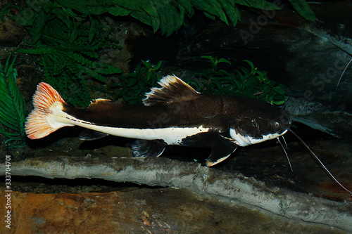 Red-Tail Catfish, phractocephalus hemioliopterus, Adult  PH photo