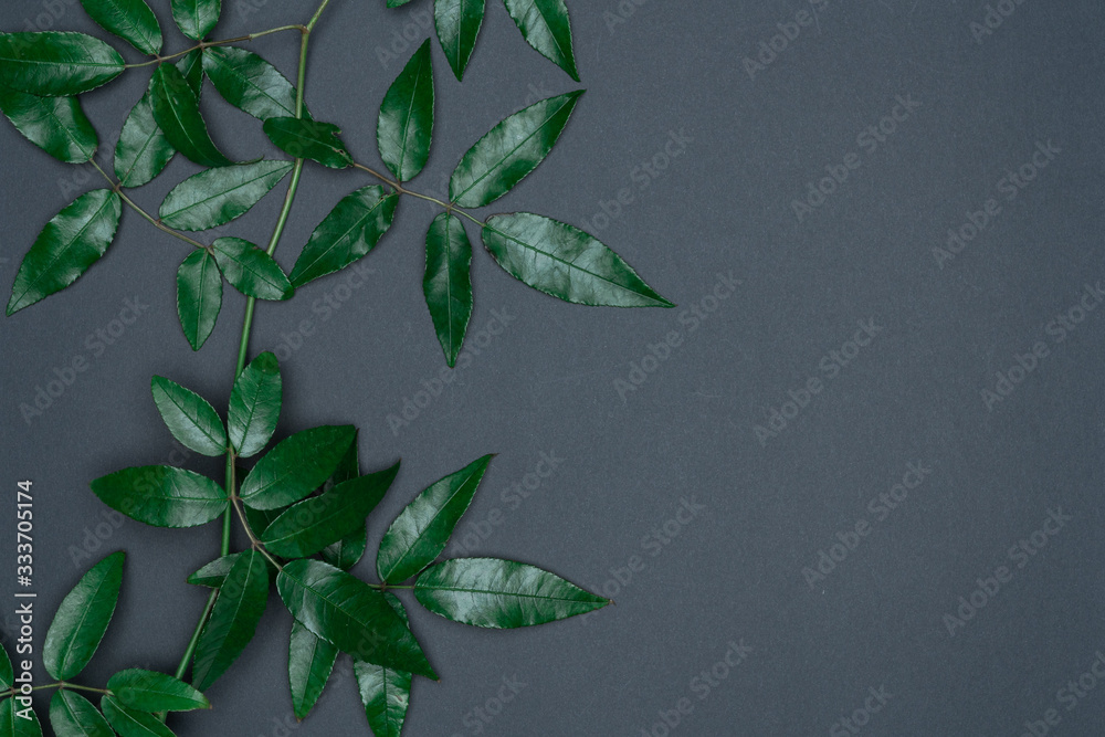 Green leaves on black background. Flat lay, top view, space.