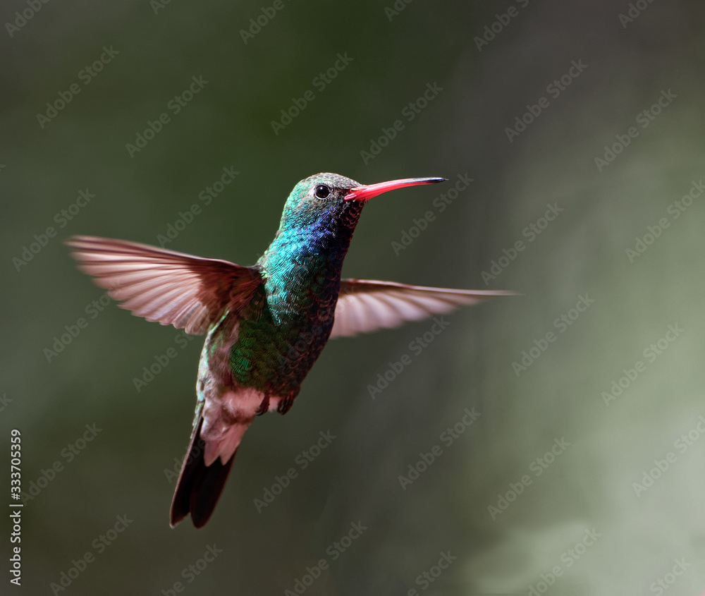 Fototapeta premium A broad-billed hunmingbird hovers mid-air in Patagonia, Arizona