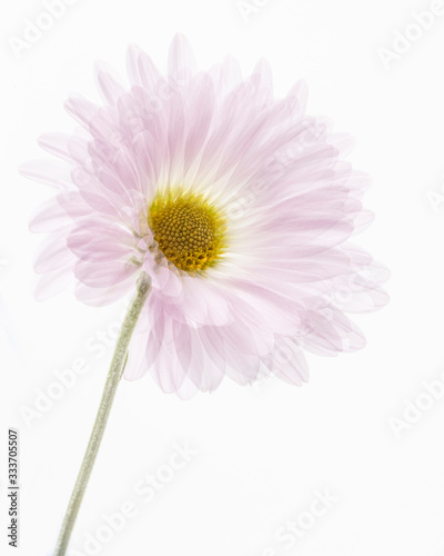 Pink daisy isolated on white