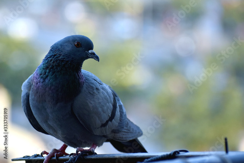 A young piegon is sitting on house balcony and looking for food