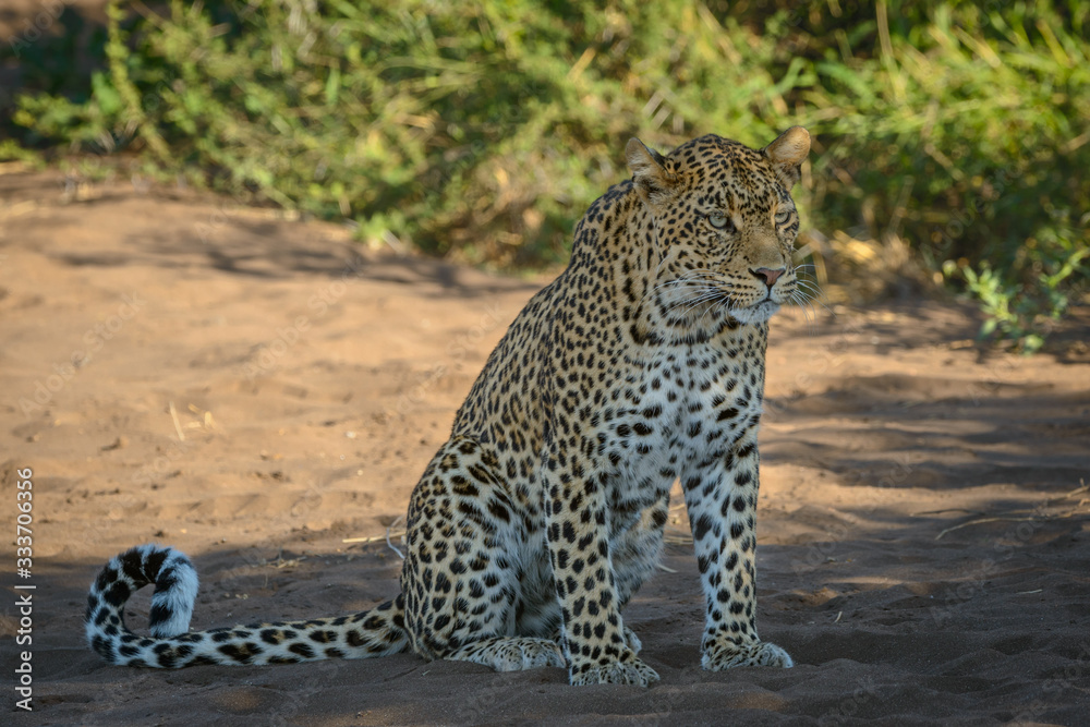 Leopard (Panthera pardus) male. Botswana Leopard (Panthera pardus) male. Botswana