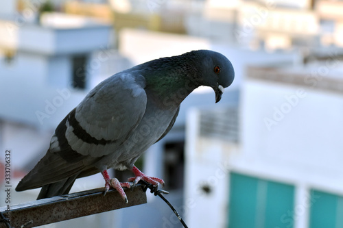 A young piegon is sitting on house balcony and looking for food
