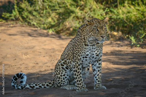 Leopard (Panthera pardus) male. Botswana