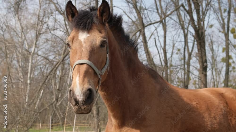 Head of brown horse behind iron fence, close-up. Beautiful horse, harness, horse muzzle. Horse waving mane. Oudoor Head of brown horse behind iron fence, close-up. Beautiful horse, harness, horse muzzle. Horse waving mane. Oudoor