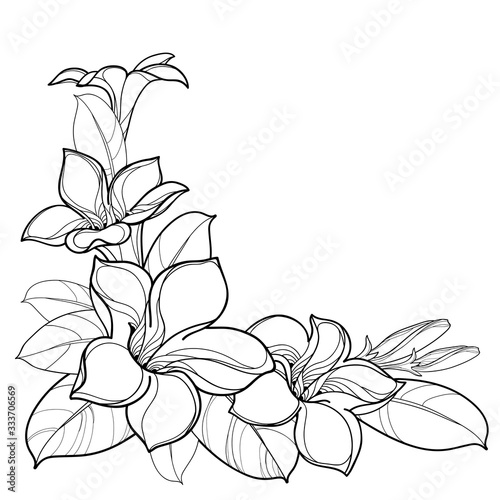 Corner bouquet of outline tropical Allamanda cathartica or trumpet flower bunch, bud and leaf in black isolated on white background. 