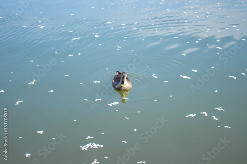 花びら浮く池 鴨泳ぐ