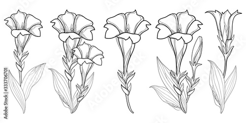 Set with outline Gentiana or trumpet Gentian flower, bud and leaf in black isolated on white background. 