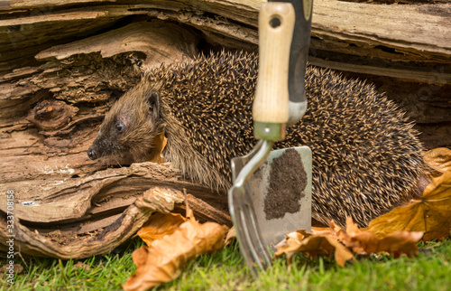 Hedgehog in the garden. A wild, native, European hedgehog emerging from hibernation in Springtime facing left and foraging in the garden. Horizontal. Space for copy.
