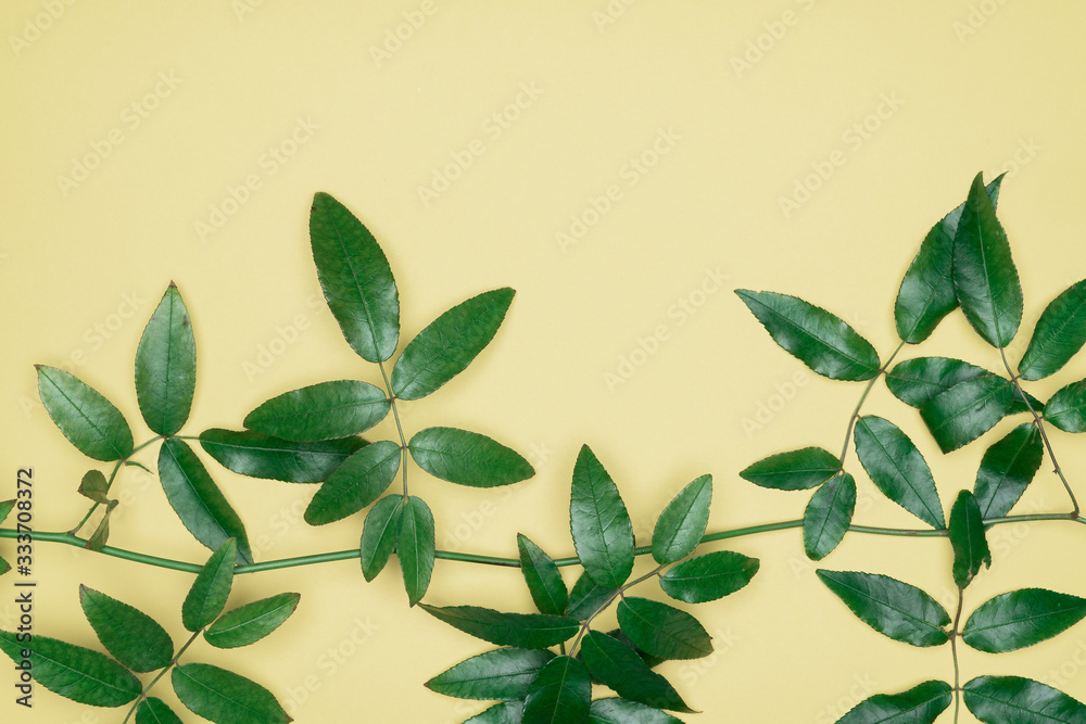 Green leaves on yellow background. Flat lay, top view, space.