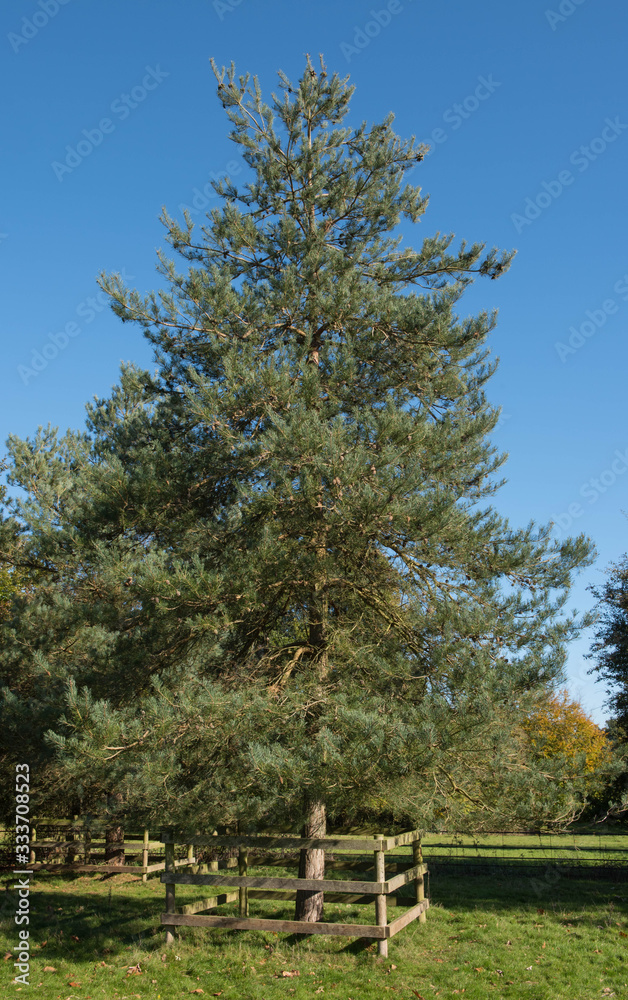Green Foliage of an Evergreen Conifer Scotch or Scots Pine Tree (Pinus sylvestris) with a Bright Blue Sky Background Growing in Rural England, UK