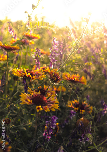 Summer wildflowers and sunny meadow. Postcard for the holiday of Trinity