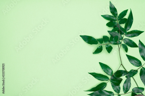 Fototapeta Naklejka Na Ścianę i Meble -  Green leaves on green background. Flat lay, top view, space.