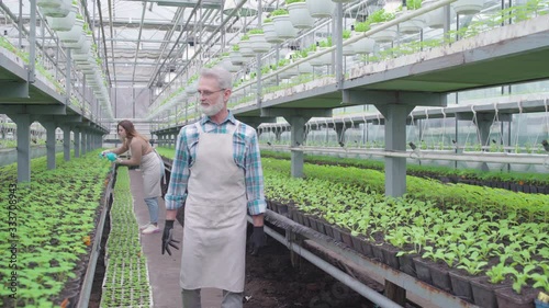 Wallpaper Mural Satisfied male greenhouse worker walking and smiling, growing organic vegetables Torontodigital.ca
