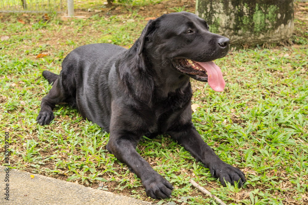 Black labrador retriever lying on green grass Black labrador retriever lying on green grass