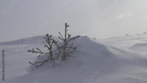 Drifting snow, natirvik. Snowflakes are flying over snow surface winter North . Forest-tundra on bold moutains. From under the snow are visible only the tops of young fir trees
 photo