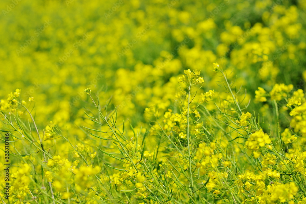 Fototapeta premium 菜の花（canola flower）