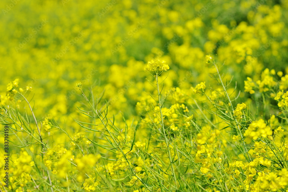 Fototapeta premium 菜の花（canola flower）