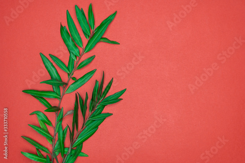 Green leaves on red background. Flat lay  top view  space.