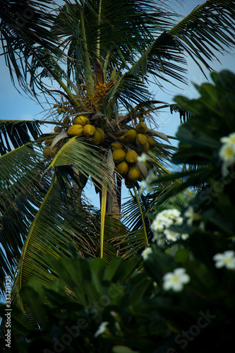 Coconut tree full of coconuts