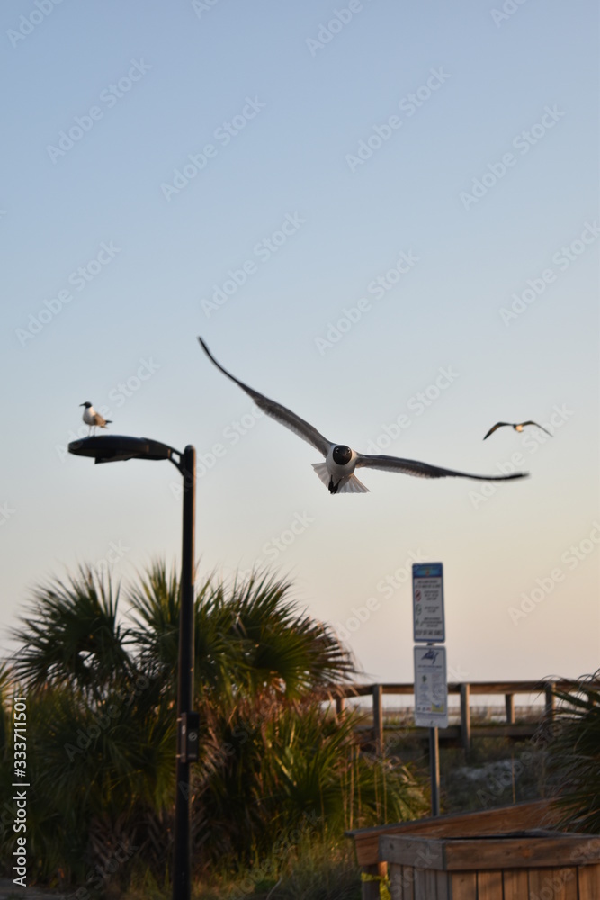 Seagull in Flight