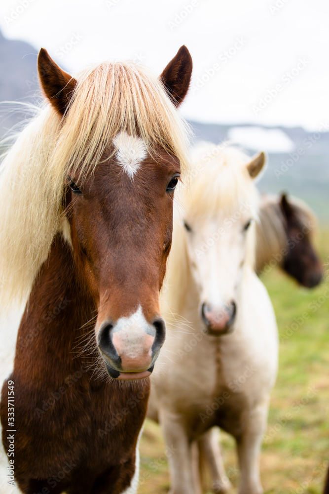 Icelandic horses posing for the camera