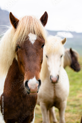 Fototapeta Naklejka Na Ścianę i Meble -  Icelandic horses posing for the camera