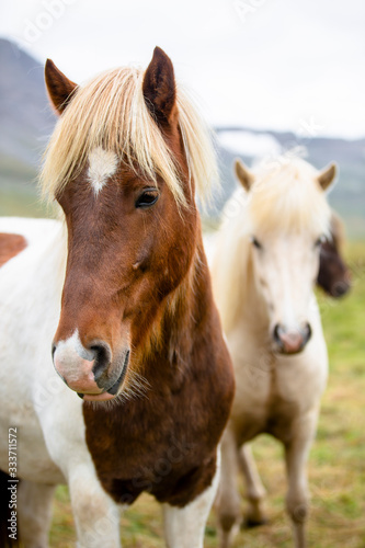 Icelandic horses looking into the camera