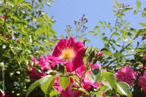 Rosa Rosen im Garten