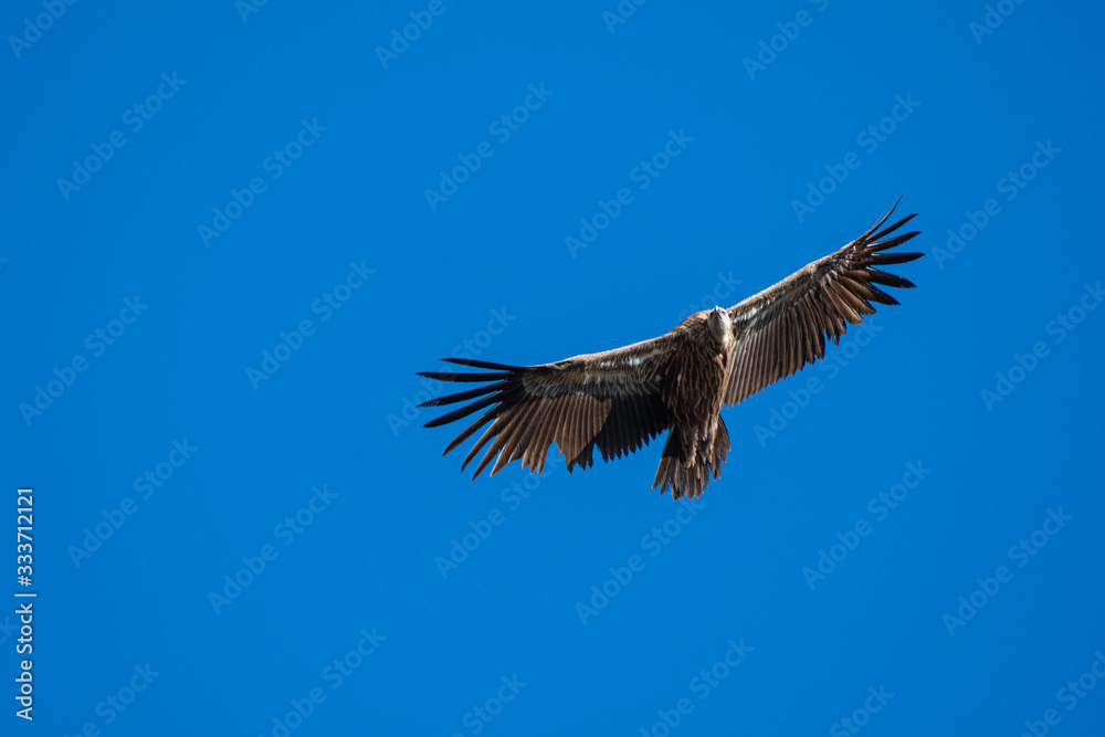 Obraz premium himalayan jwells 