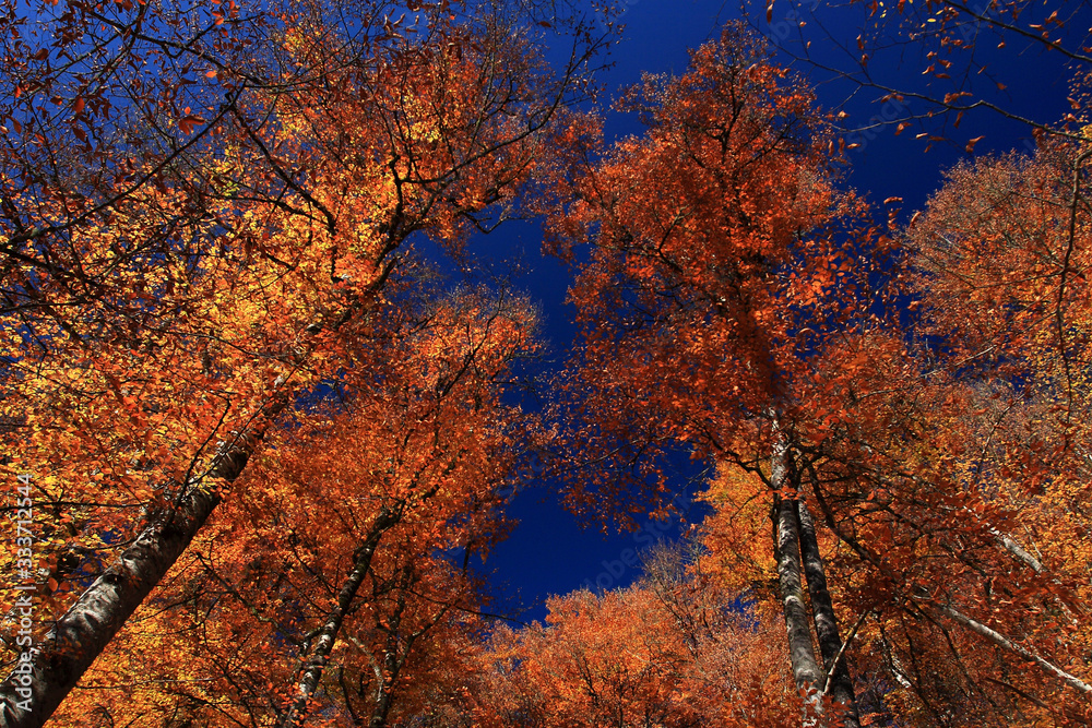 tree in autumn