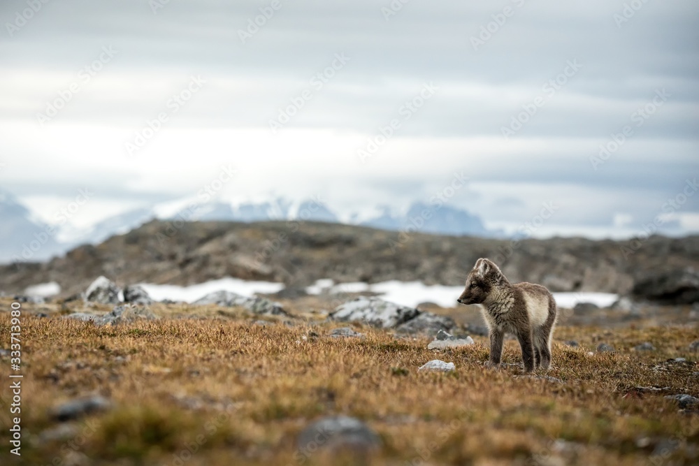 Naklejka premium Arctic Fox cub near their den, Vulpes lagopus, in the nature rocky habitat, Svalbard, Norway, wildlife scene, action, arctic glacier and mountain covered by snow in background,cute young mammals, wild