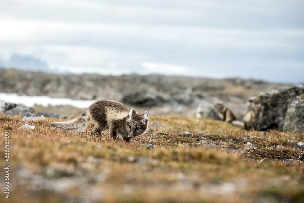 Fototapeta premium Arctic Fox cub near their den, Vulpes lagopus, in the nature rocky habitat, Svalbard, Norway, wildlife scene, action, arctic glacier and mountain covered by snow in background,cute young mammals, wild