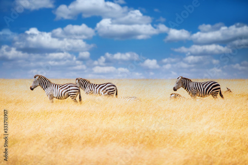 Zebra in the grass nature habitat  National Park of Kenya. Wildlife scene from nature  Africa