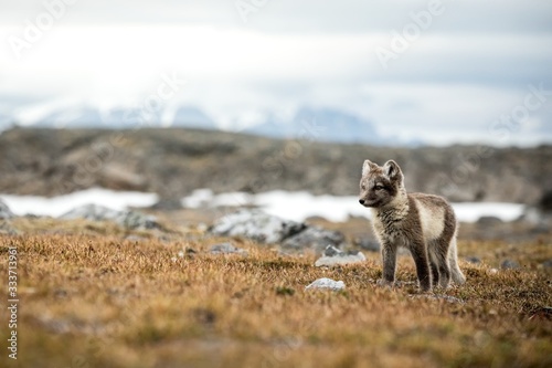 Arctic Fox cub near their den, Vulpes lagopus, in the nature rocky habitat, Svalbard, Norway, wildlife scene, action, arctic glacier and mountain covered by snow in background,cute young mammals, wild