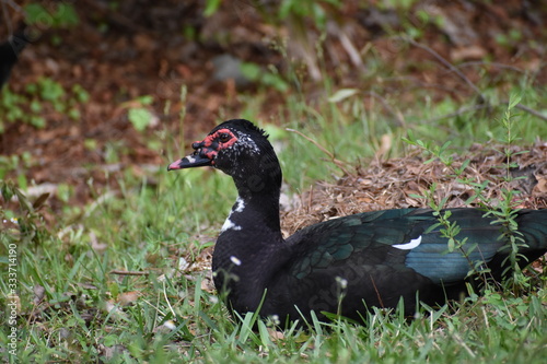 duck © Gary