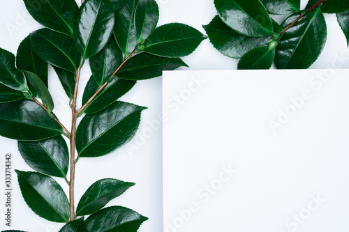 Green leaves on white background. Flat lay, top view, space.