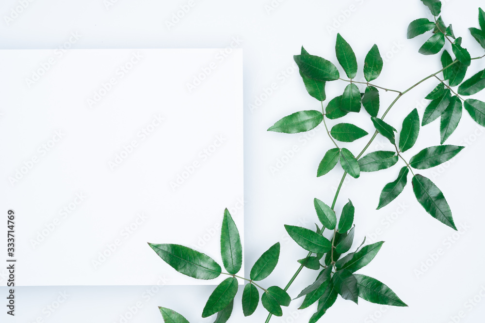 Green leaves on white background. Flat lay, top view, space.