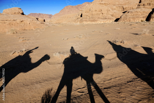 Dromadaire dans le d  sert du Wadi Rum en Jordanie