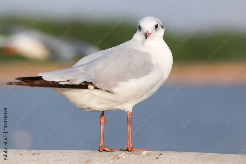Seagull is standing on a bridge white cement rail above the sea and looking camera Seagull is standing on a bridge white cement rail above the sea and looking camera