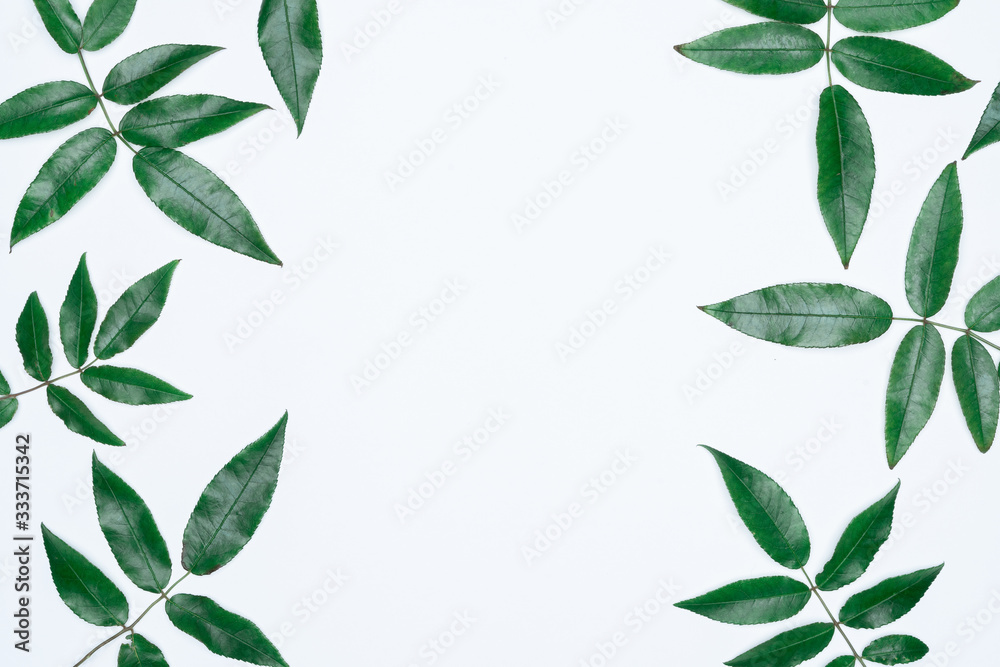 Green leaves on white background. Flat lay, top view, space. Green leaves on white background. Flat lay, top view, space.