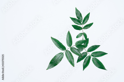 Green leaves on white background. Flat lay, top view, space. © tonklafoto