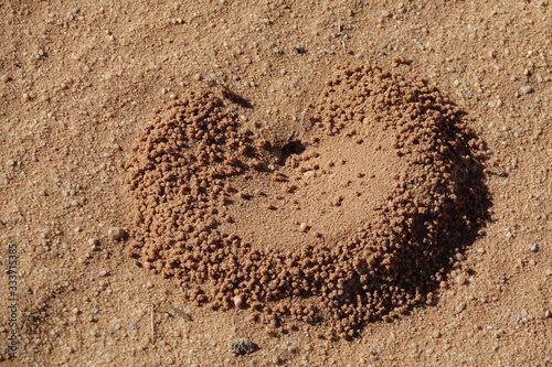 Tanière creusée par les fourmis dans le désert du Wadi Rum en Jordanie