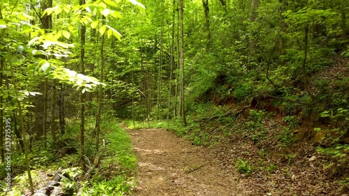 Hike In Lush Green Forest Trail first person view in 4k