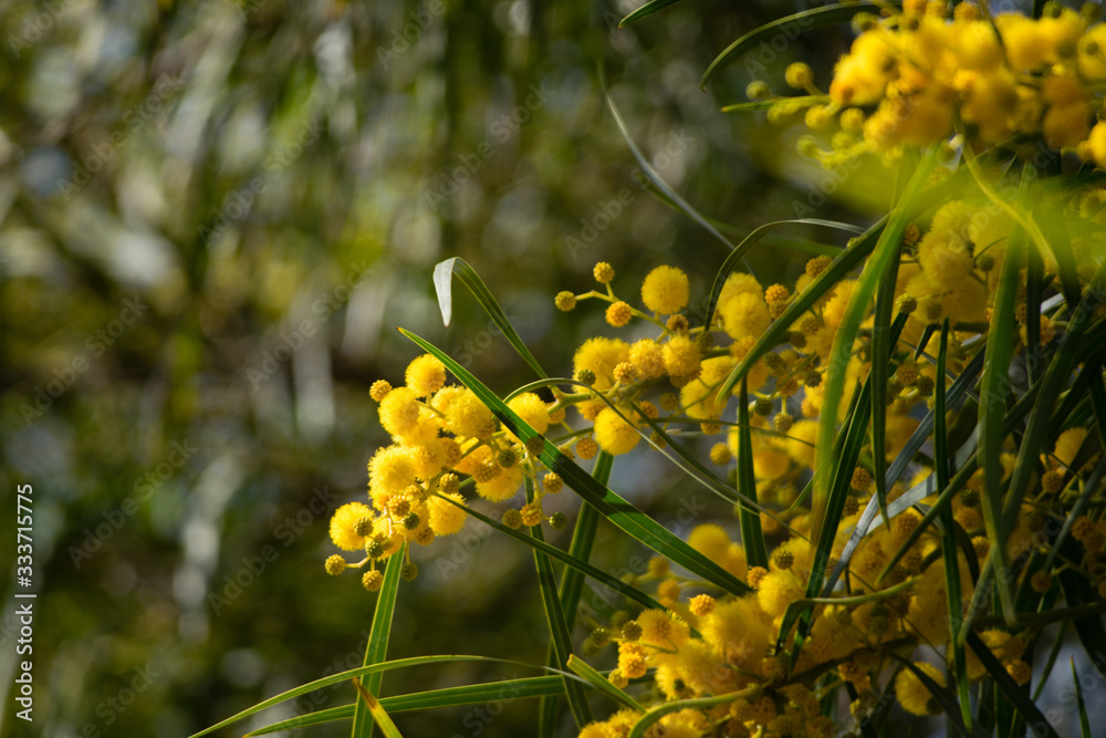 Blossoming of mimosa tree (Acacia pycnantha, golden wattle) close up in spring, bright yellow flowers, coojong, golden wreath wattle, orange wattle, blue-leafed wattle, acacia saligna Blossoming of mimosa tree (Acacia pycnantha, golden wattle) close up in spring, bright yellow flowers, coojong, golden wreath wattle, orange wattle, blue-leafed wattle, acacia saligna