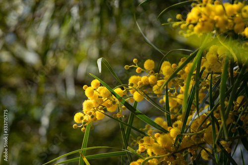 Blossoming of mimosa tree  Acacia pycnantha   golden wattle  close up in spring  bright yellow flowers  coojong  golden wreath wattle  orange wattle  blue-leafed wattle  acacia saligna