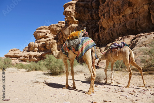 Dromadaire dans le désert du Wadi Rum en Jordanie © Patricia