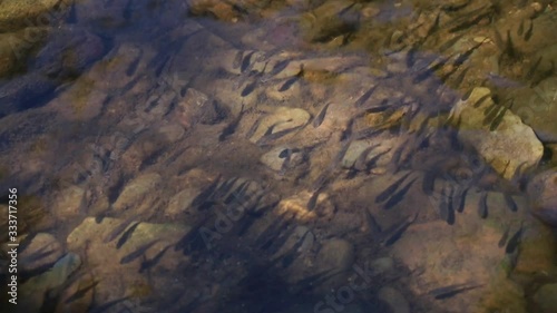 Hundreds of small fish sit together on the river bed against the stream