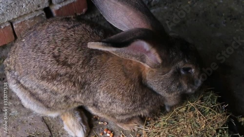 A large rabbit, a giant in close-up, eats dry grass