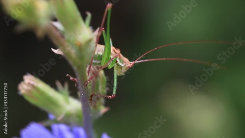 Grasshopper on a beautiful flower on a sunny summer day